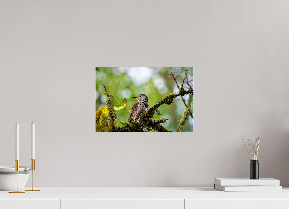 15 x 10″, Acrylic Glass Rounded Corners Northern Flicker in the Mossy Canopy