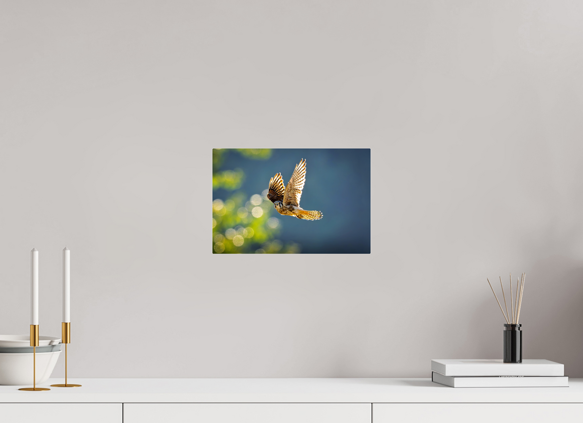 12 x 8″, Acrylic Glass Rounded Corners American Kestrel on the Wing