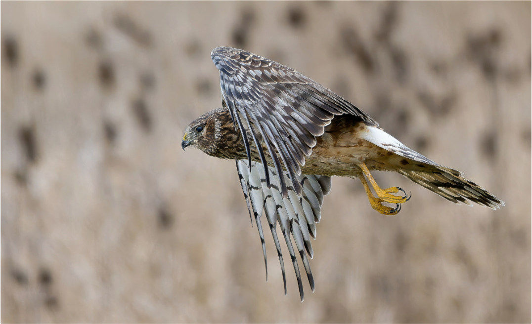 Main image Northern Harrier Skimming the Field