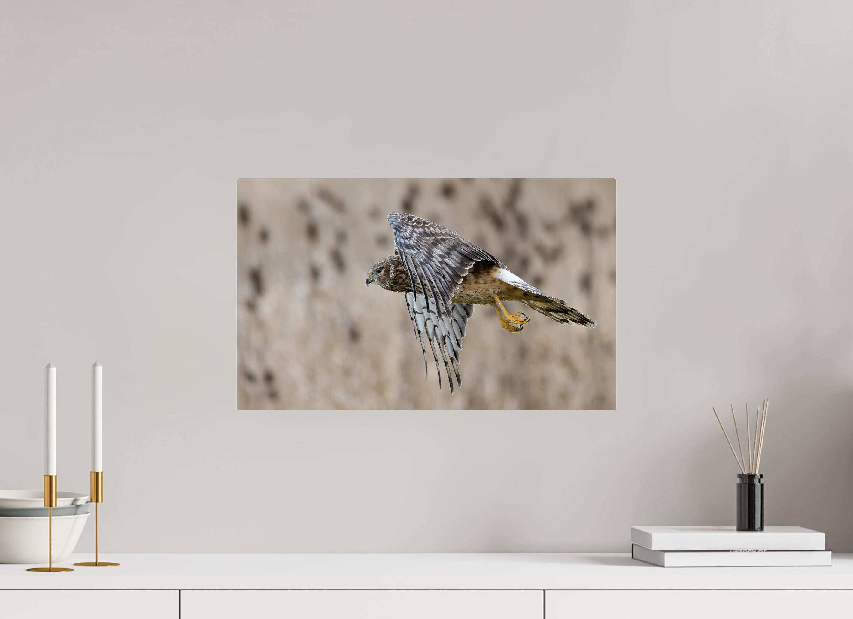 19.6 x 12″, Acrylic Glass Rounded Corners Northern Harrier Skimming the Field