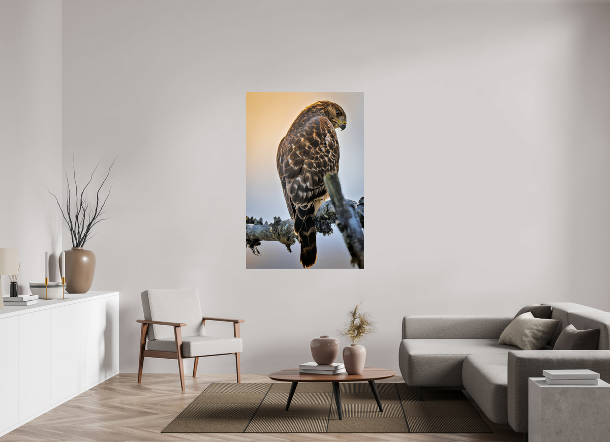 40 x 60″, ChromeLuxe HD Metal Print Rounded Conrners Backlit Hawk in the Last Light