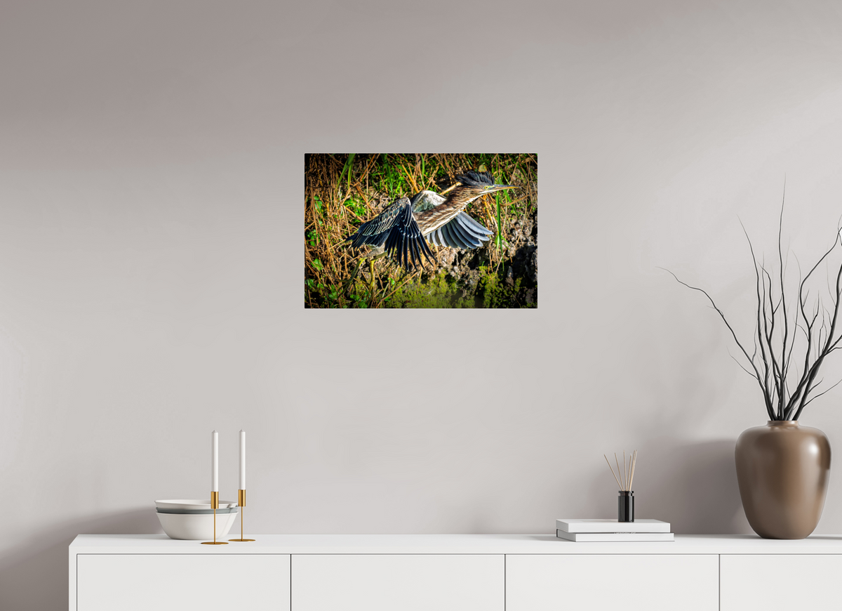 24 x 16″, Acrylic Glass Rounded Corners Green Heron Launching from the Marsh Bank