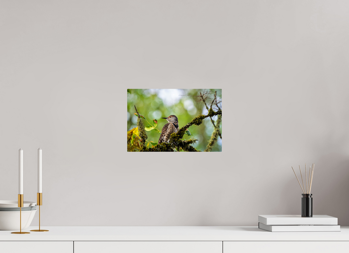 12 x 8″, ChromeLuxe HD Metal Print Rounded Conrners Northern Flicker in the Mossy Canopy