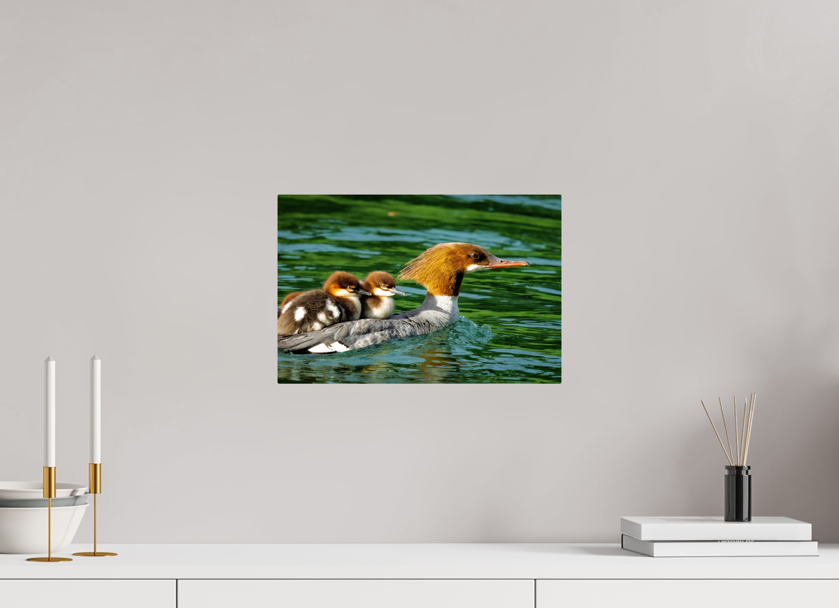 15 x 10″, ChromeLuxe HD Metal Print Acrylic Print - Common Merganser Hen With Ducklings on Her Back