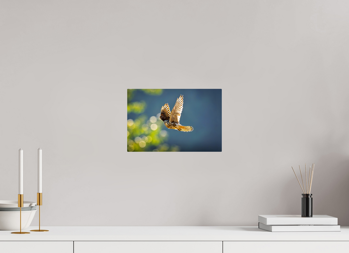 12 x 8″, ChromeLuxe HD Metal Print Rounded Conrners American Kestrel on the Wing