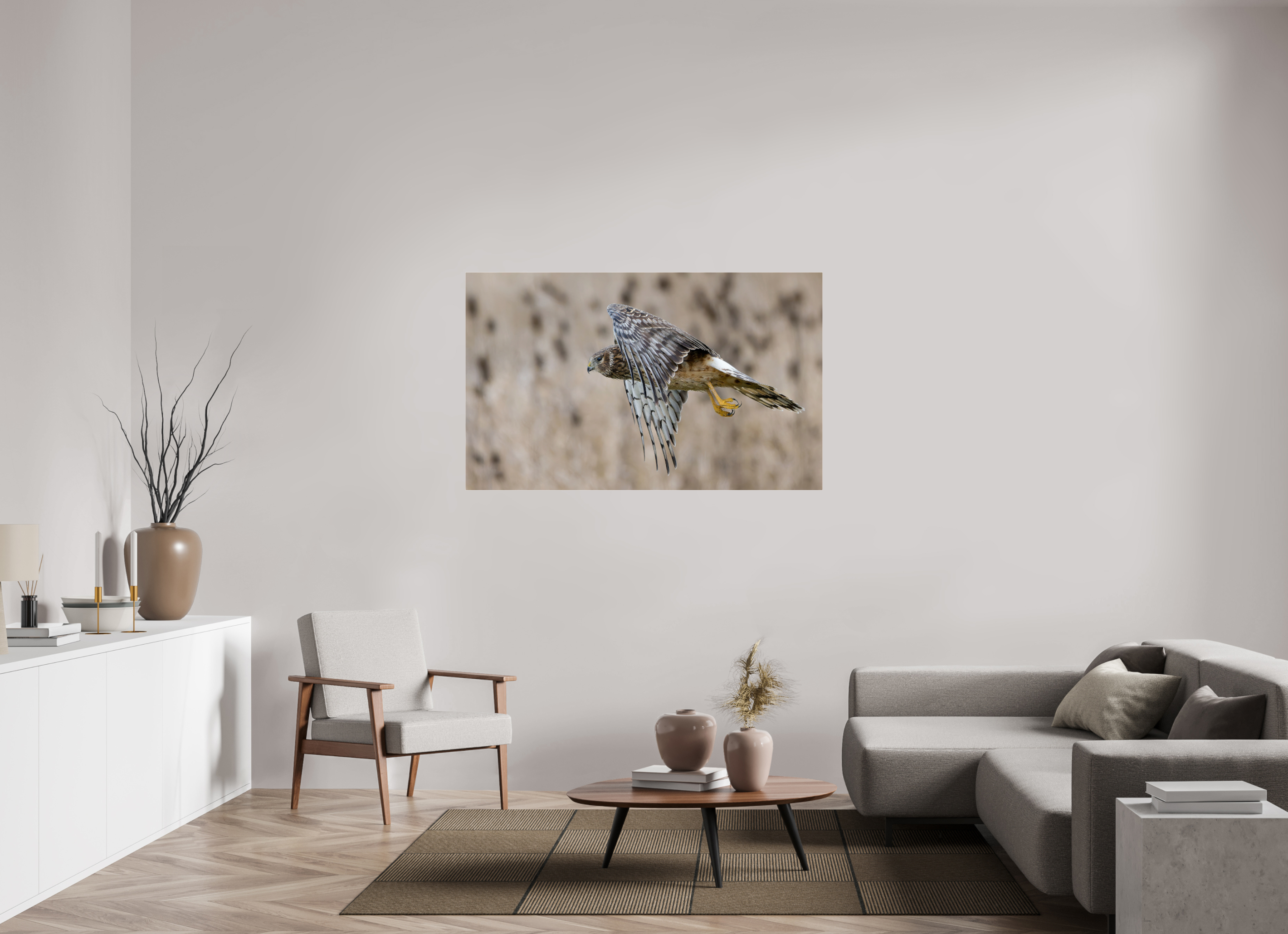 57.4 x 35″, Acrylic Glass Rounded Corners Northern Harrier Skimming the Field