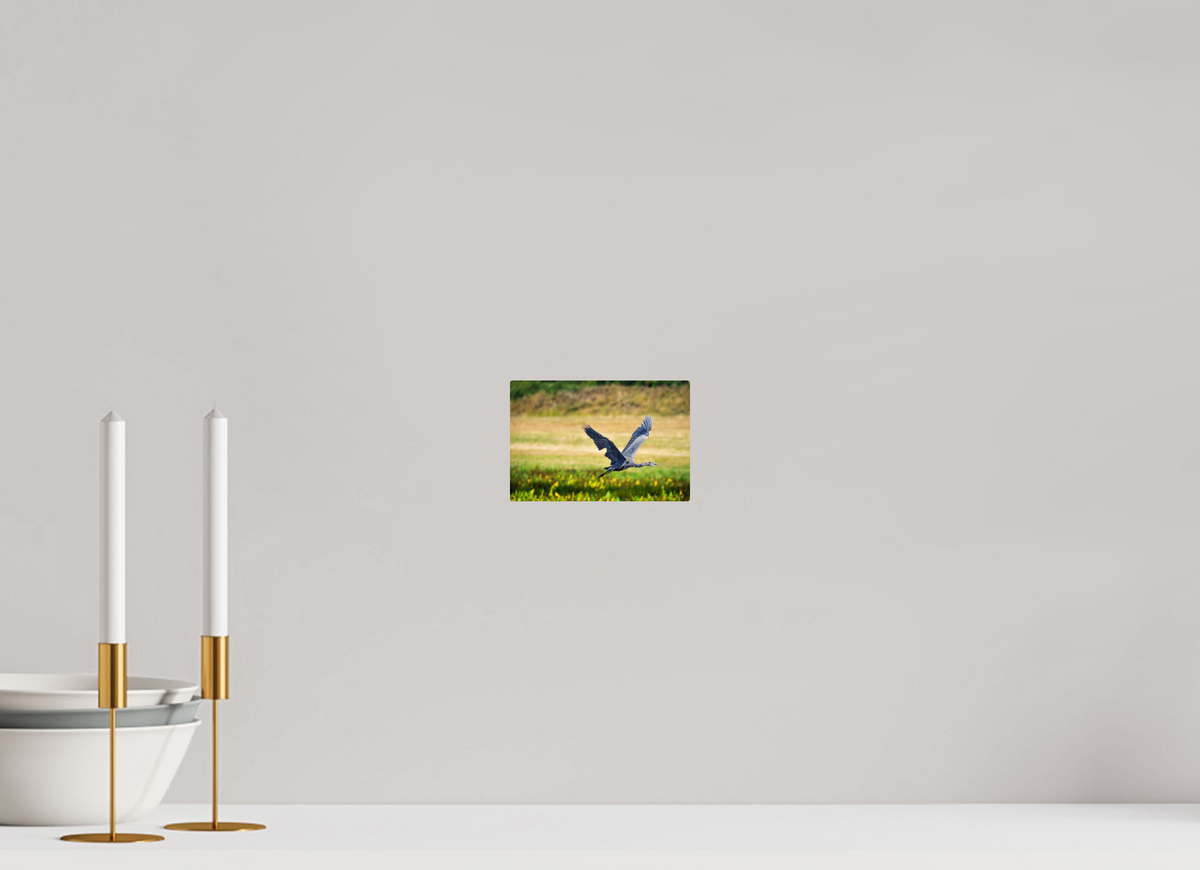 6 x 4″, ChromeLuxe HD Metal Print Rounded Conrners Great Blue Heron Rising Over the Wetland