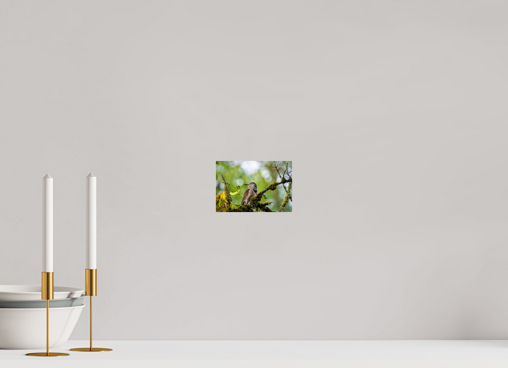 6 x 4″, Acrylic Glass Rounded Corners Northern Flicker in the Mossy Canopy