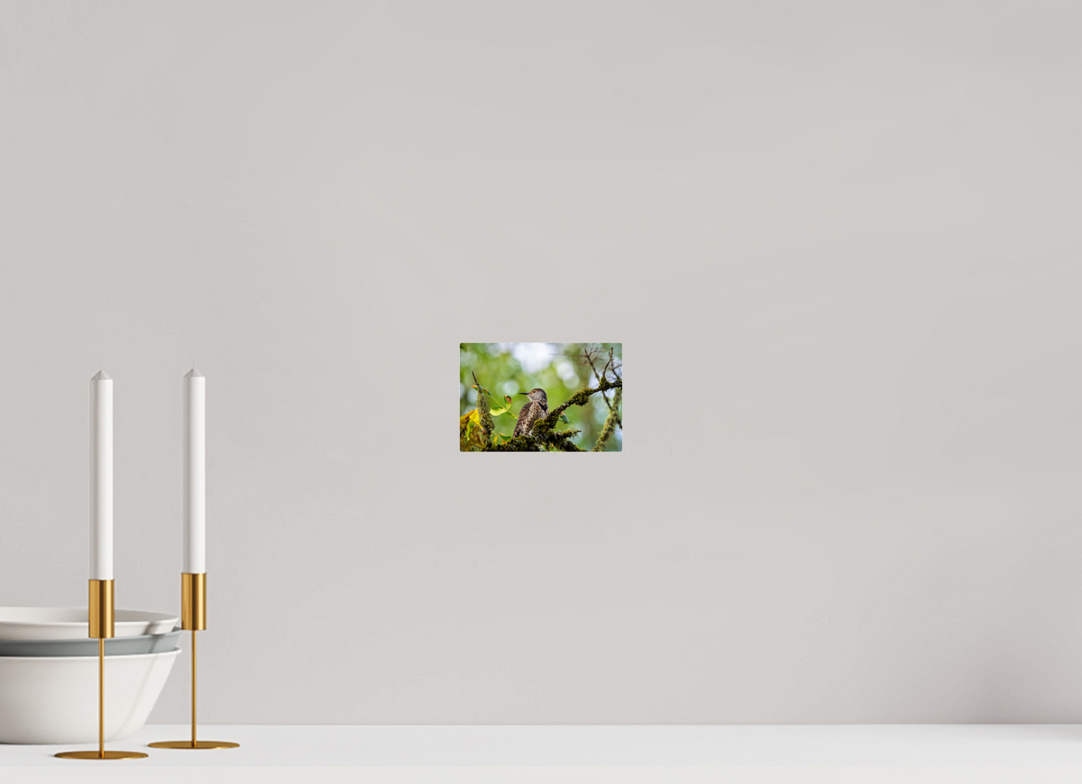 6 x 4″, Acrylic Glass Rounded Corners Northern Flicker in the Mossy Canopy