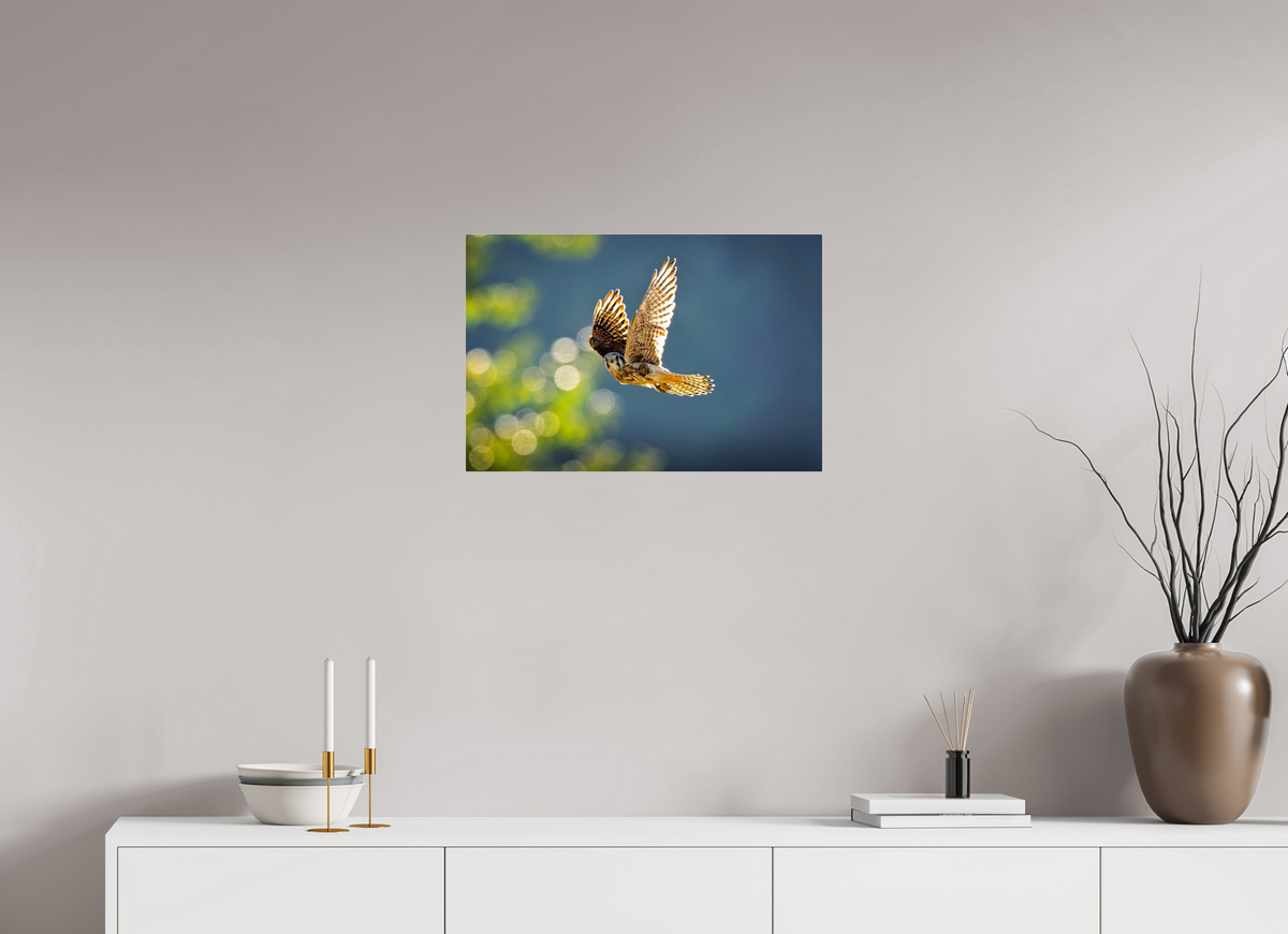 24 x 16″, Acrylic Glass Rounded Corners American Kestrel on the Wing