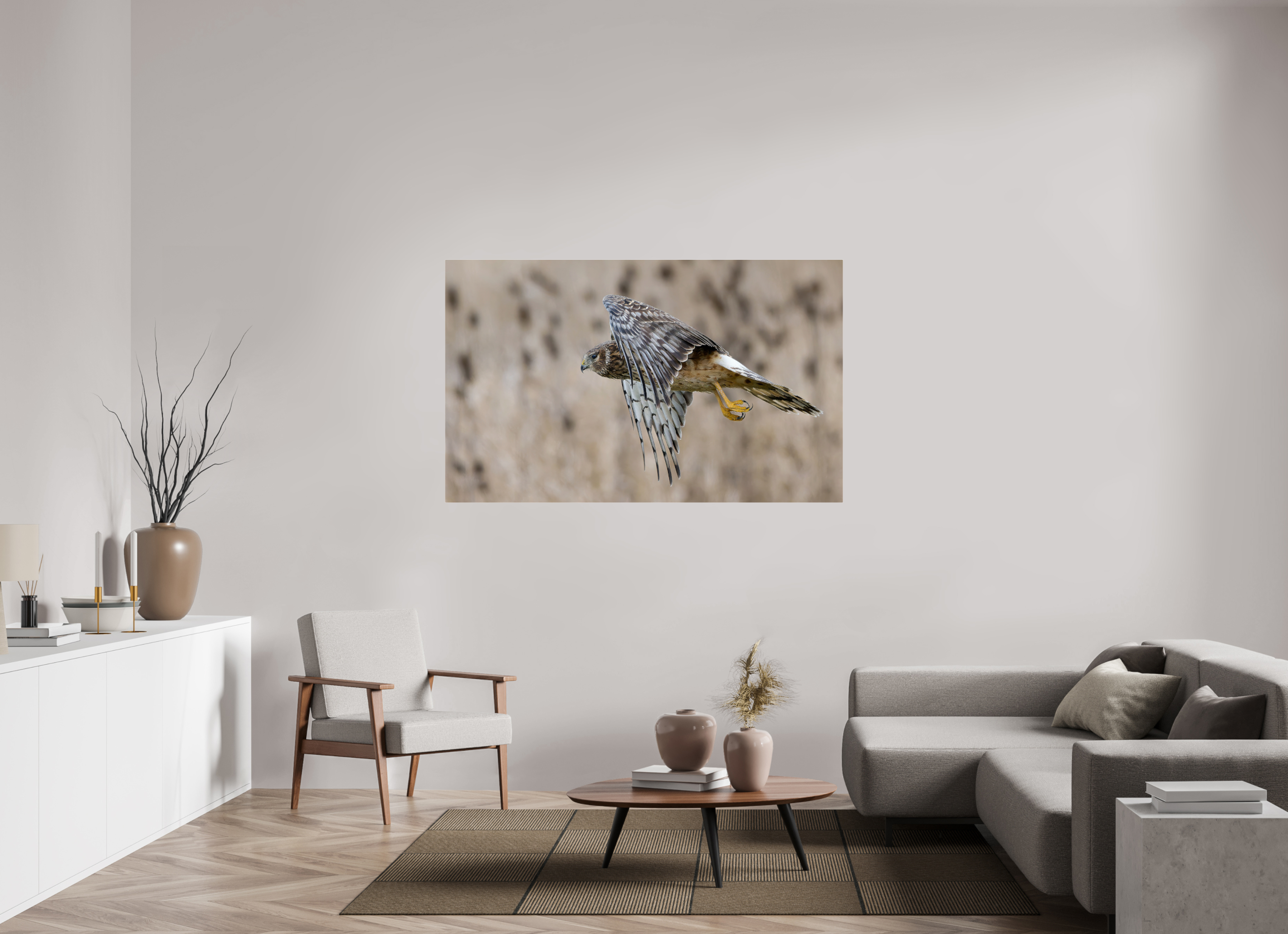 63.9 x 39″, Acrylic Glass Rounded Corners Northern Harrier Skimming the Field