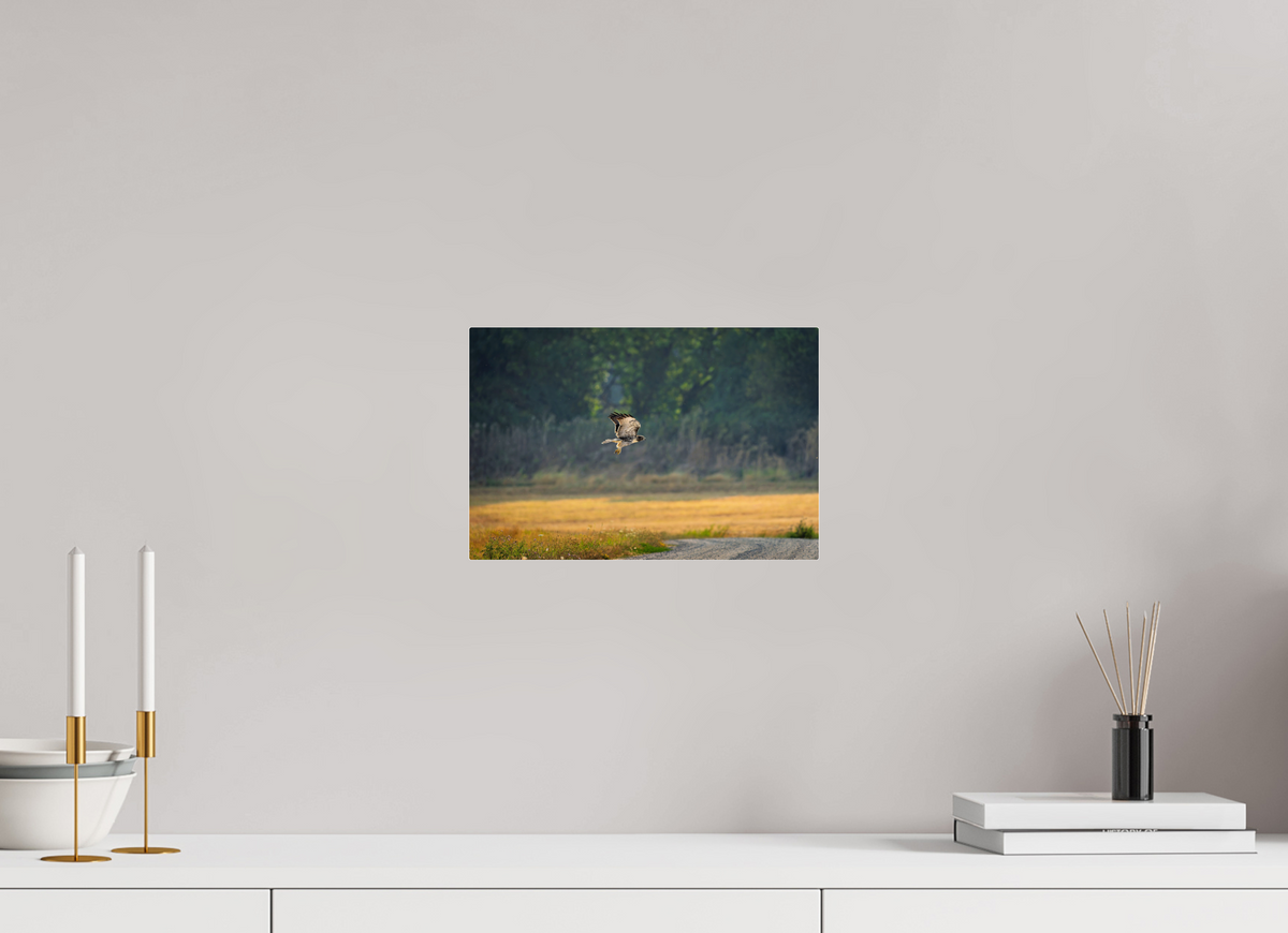 12 x 8″, Acrylic Glass Rounded Corners Red-tailed Hawk Gliding Low Over the Field