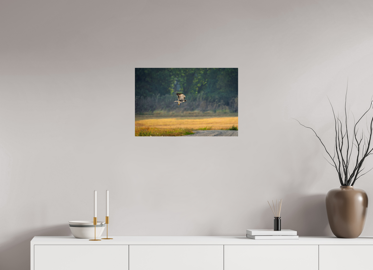 24 x 16″, ChromeLuxe HD Metal Print Rounded Conrners Red-tailed Hawk Gliding Low Over the Field
