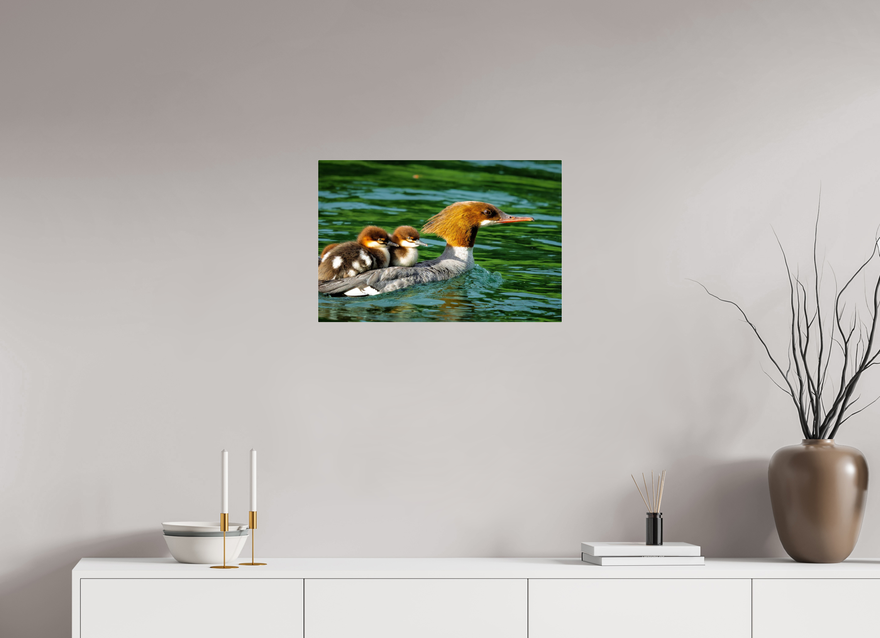 24 x 16″, Acrylic Glass Rounded Common Merganser Hen With Ducklings on Her Back