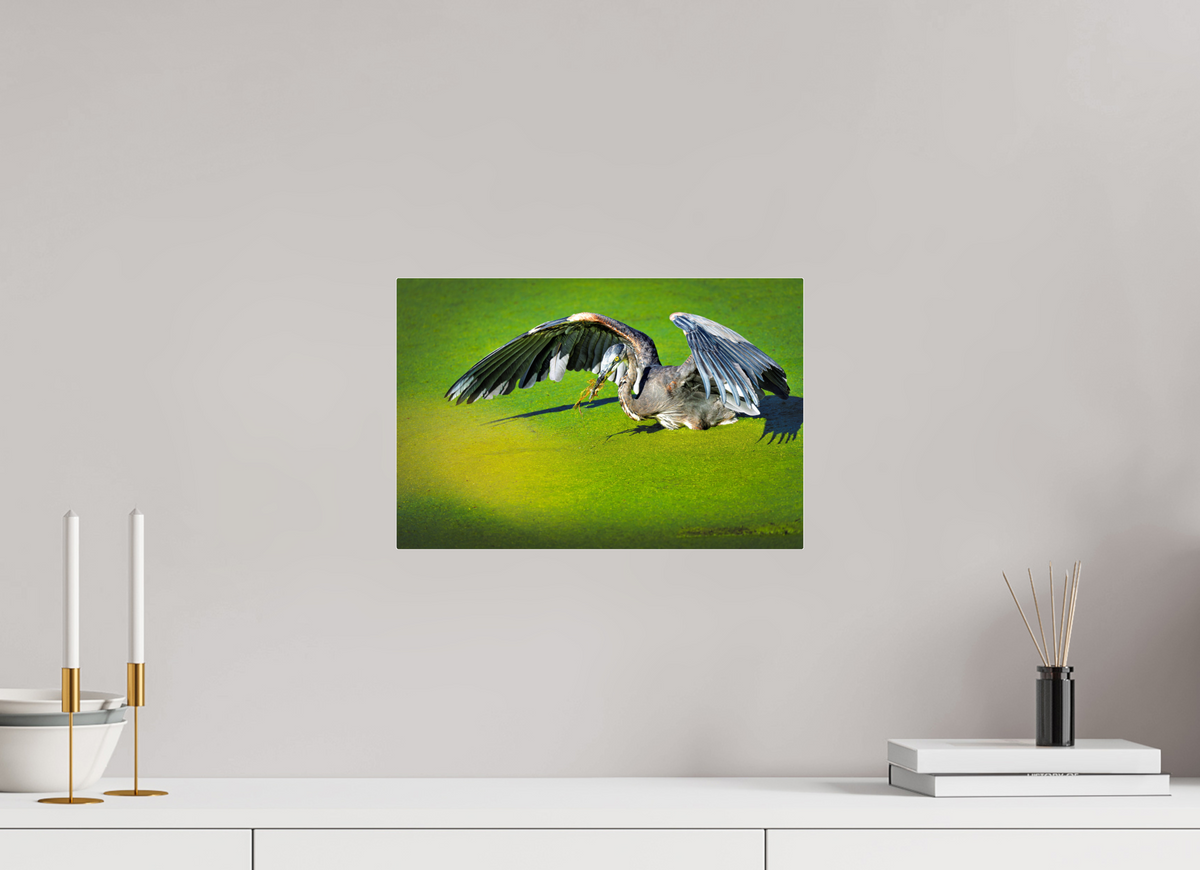 15 x 10″, Acrylic Glass Rounded Corners Great Blue Heron's Frog Catch on the Duckweed