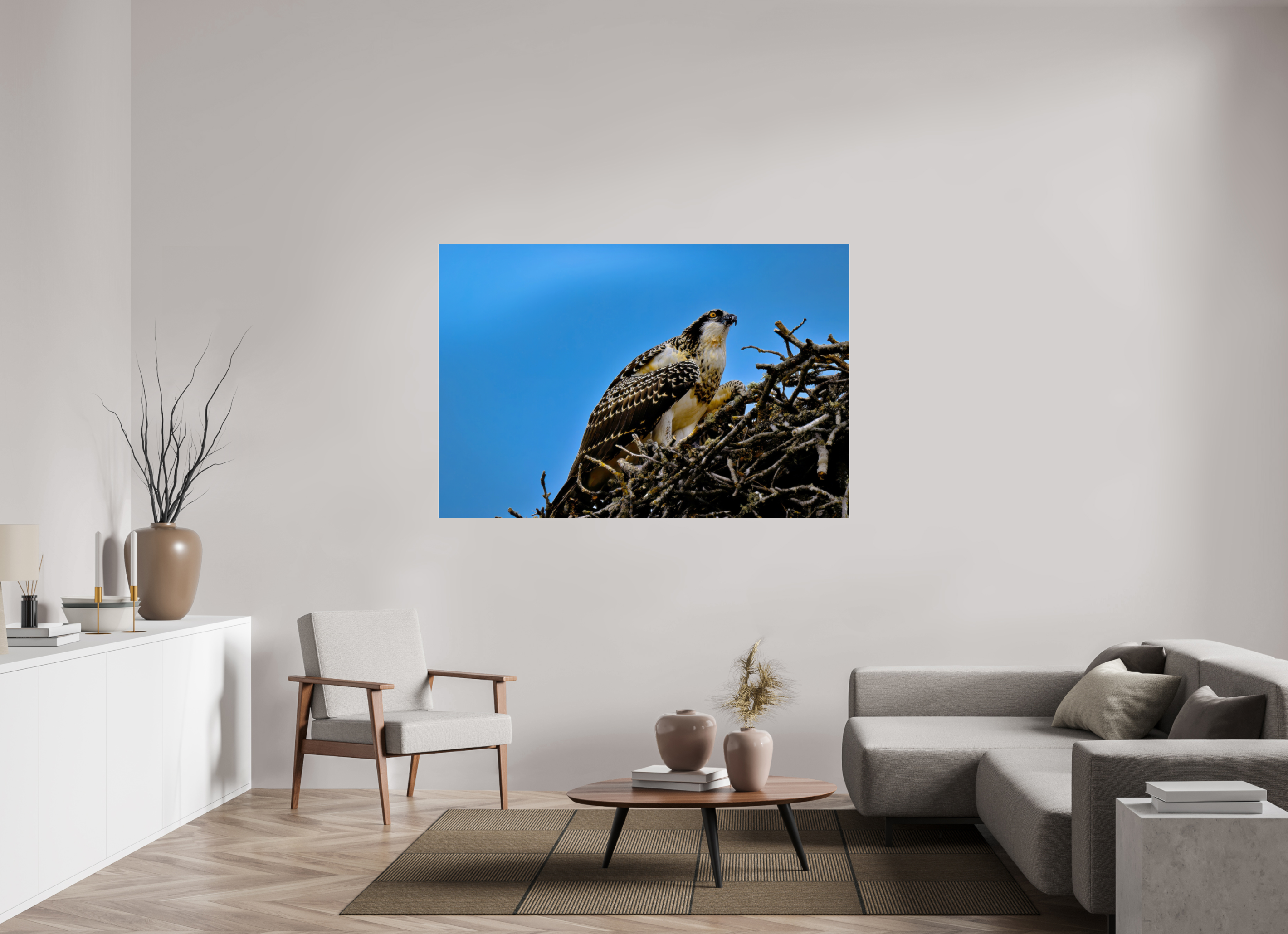 66 x 44″, Acrylic Glass Rounded Corners Young Osprey at the Nest