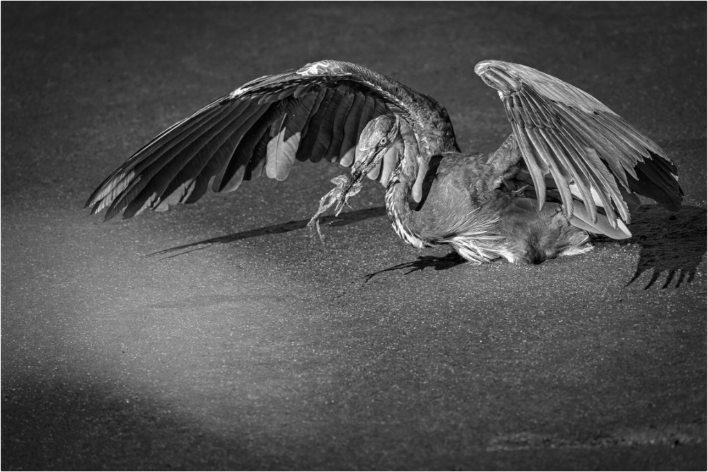 Main image Great Blue Heron's Frog Catch in Black and White
