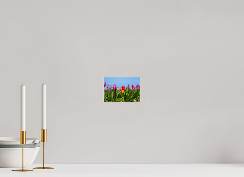 6 x 4″, Acrylic Glass Rounded Corners Red and Yellow Tulips Among a Purple Field
