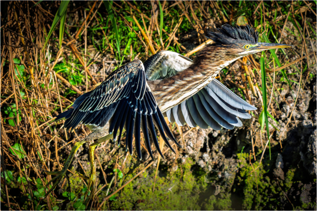 Main image Green Heron Launching from the Marsh Bank