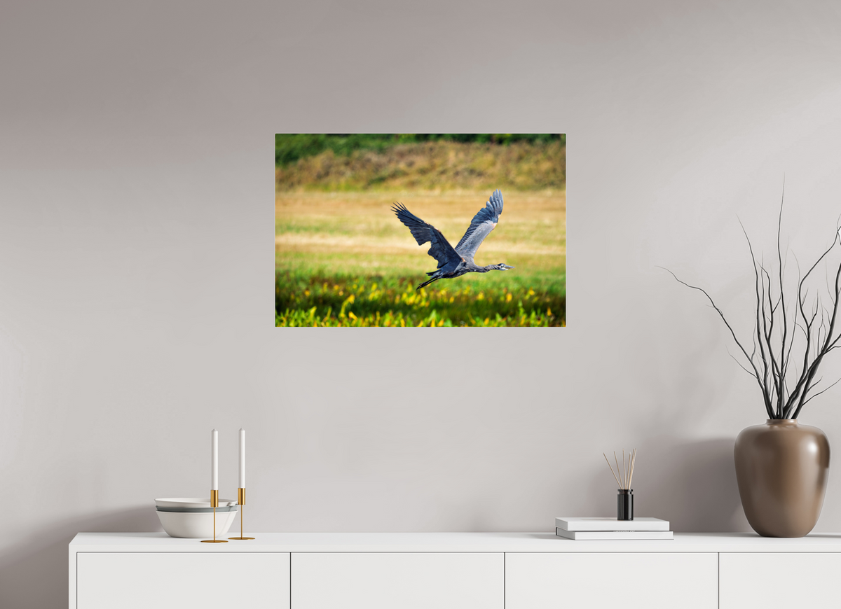 30 x 20″, Acrylic Glass Rounded Corners Great Blue Heron Rising Over the Wetland