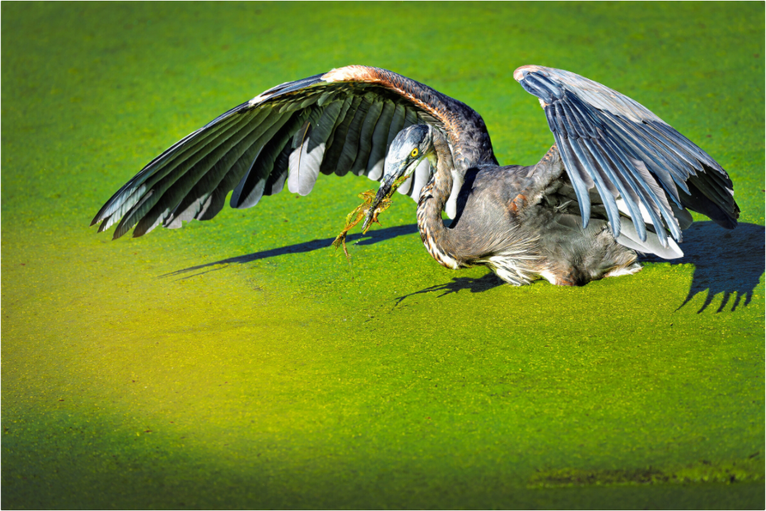Main image Great Blue Heron's Frog Catch on the Duckweed