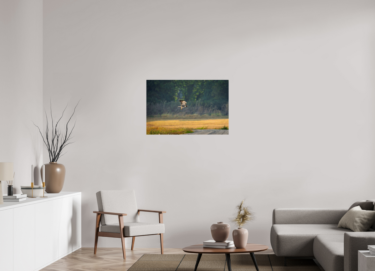 36 x 24″, Acrylic Glass Rounded Corners Red-tailed Hawk Gliding Low Over the Field