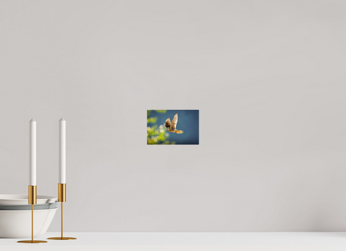 6 x 4″, Acrylic Glass Rounded Corners American Kestrel on the Wing
