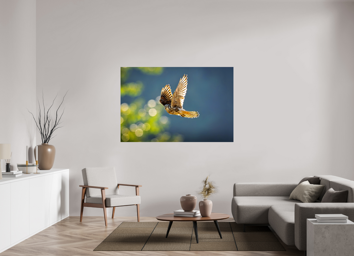 66 x 44″, Acrylic Glass Rounded Corners American Kestrel on the Wing