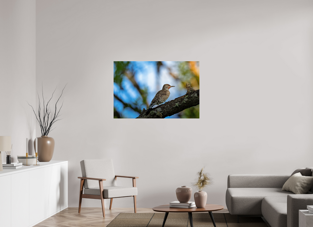 45 x 30″, Acrylic Glass Rounded Corners Northern Flicker on a Lichen-Draped Limb