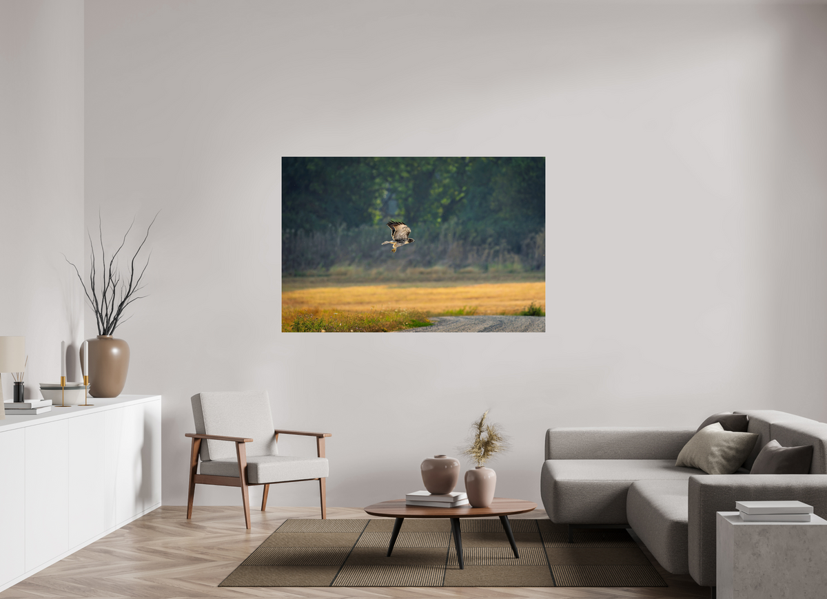 66 x 44″, Acrylic Glass Rounded Corners Red-tailed Hawk Gliding Low Over the Field