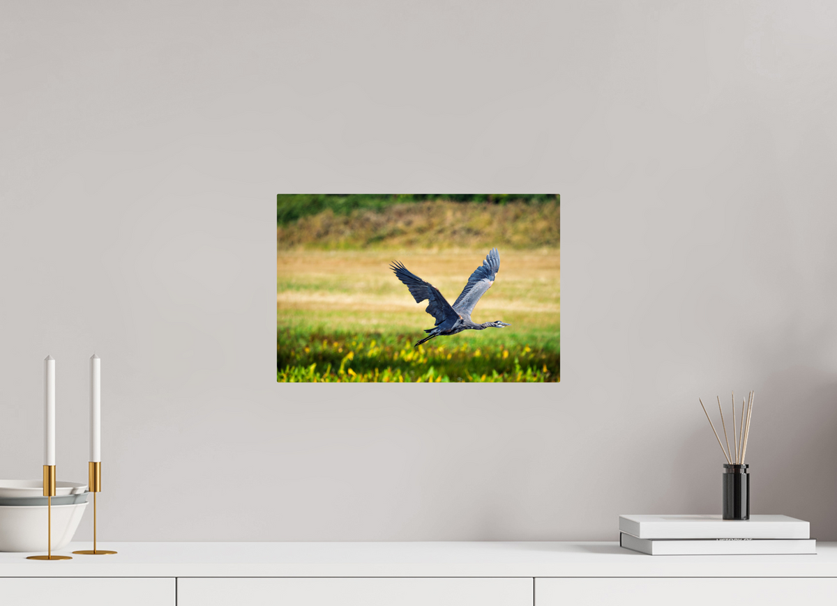 15 x 10″, ChromeLuxe HD Metal Print Rounded Conrners Great Blue Heron Rising Over the Wetland