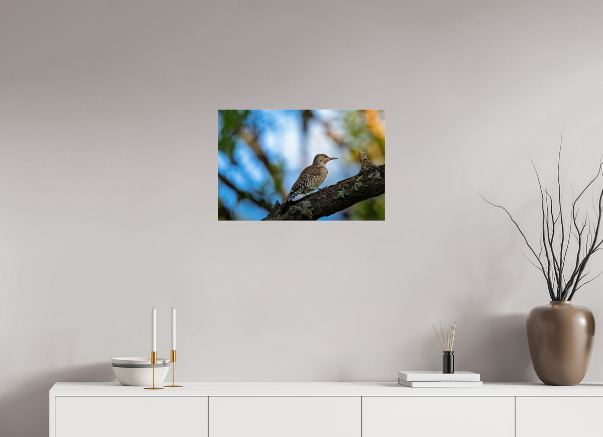 24 x 16″, Acrylic Glass Rounded Corners Northern Flicker on a Lichen-Draped Limb