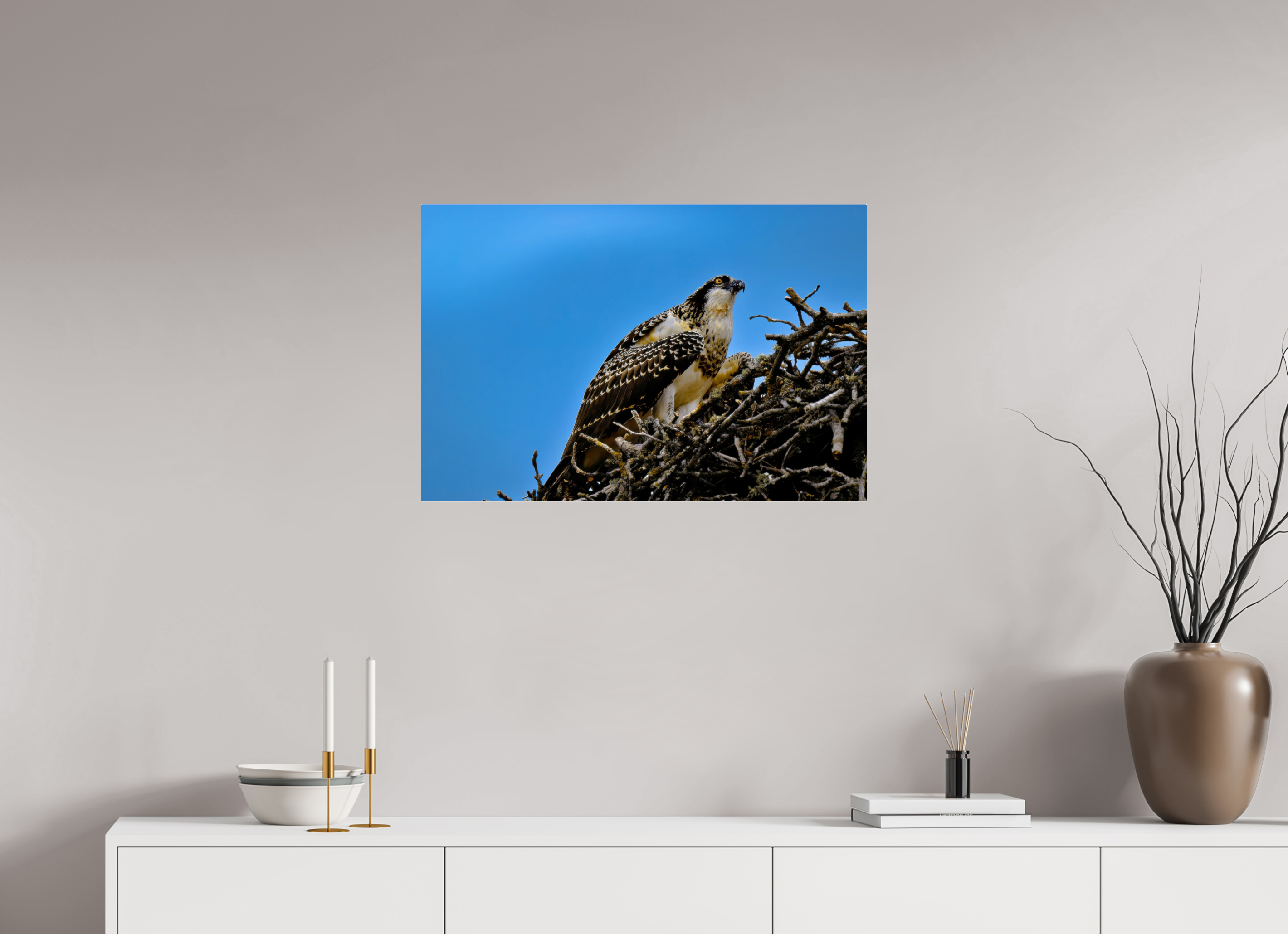 30 x 20″, Acrylic Glass Rounded Corners Young Osprey at the Nest