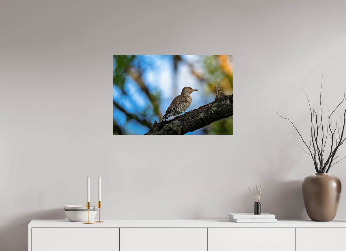 30 x 20″, ChromeLuxe HD Metal Print Rounded Conrners Northern Flicker on a Lichen-Draped Limb