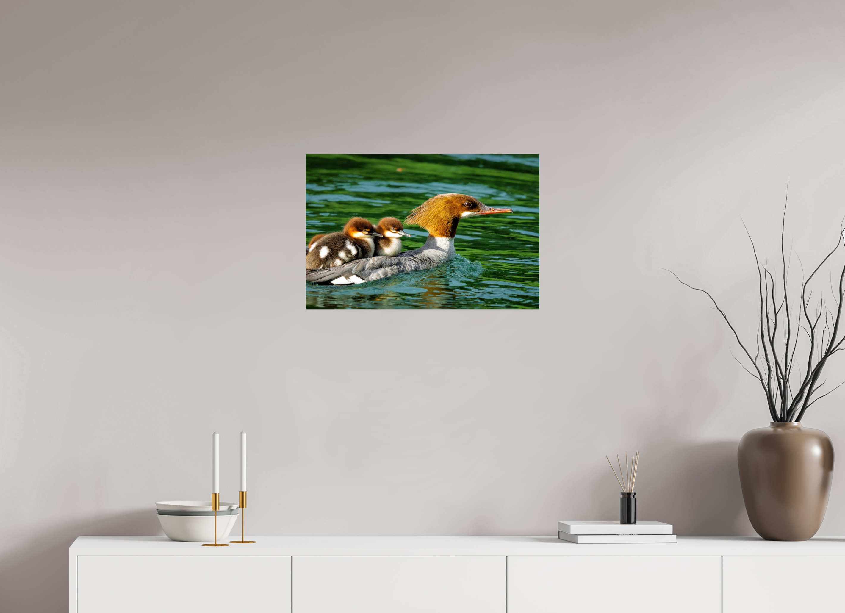 24 x 16″, ChromeLuxe HD Metal Print Acrylic Print - Common Merganser Hen With Ducklings on Her Back