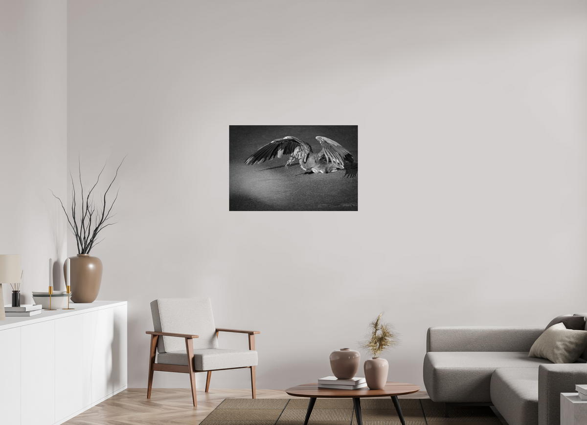 36 x 24″, Acrylic Glass Rounded Corners Great Blue Heron's Frog Catch in Black and White
