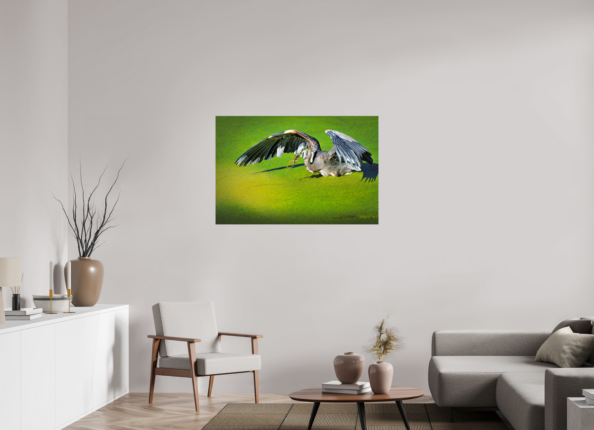 45 x 30″, Acrylic Glass Rounded Corners Great Blue Heron's Frog Catch on the Duckweed