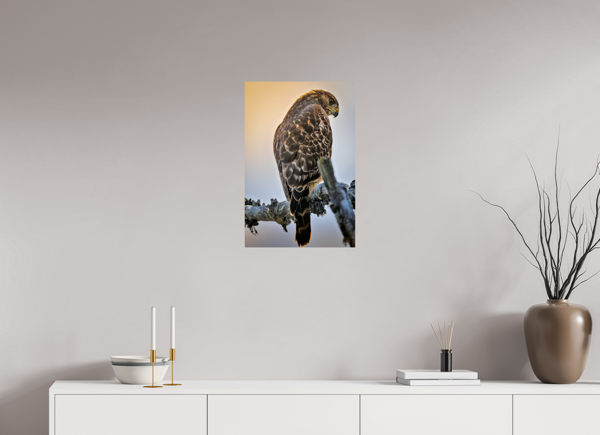 16 x 24″, ChromeLuxe HD Metal Print Rounded Conrners Backlit Hawk in the Last Light
