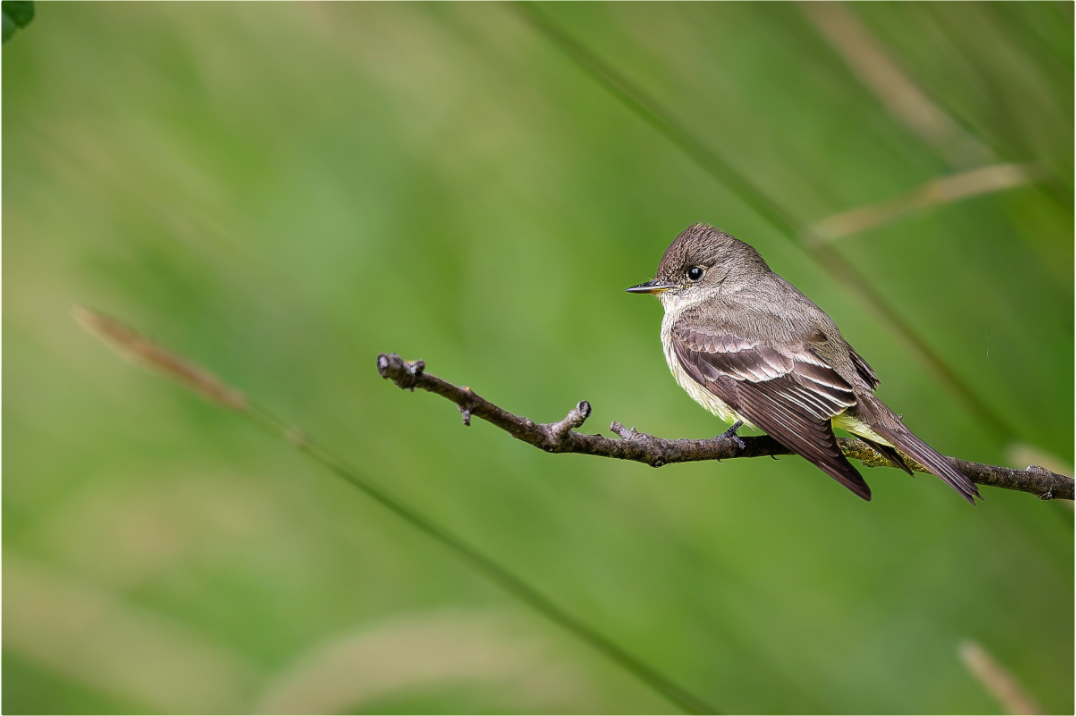 Main image Western Wood-Pewee on a Bare Twig
