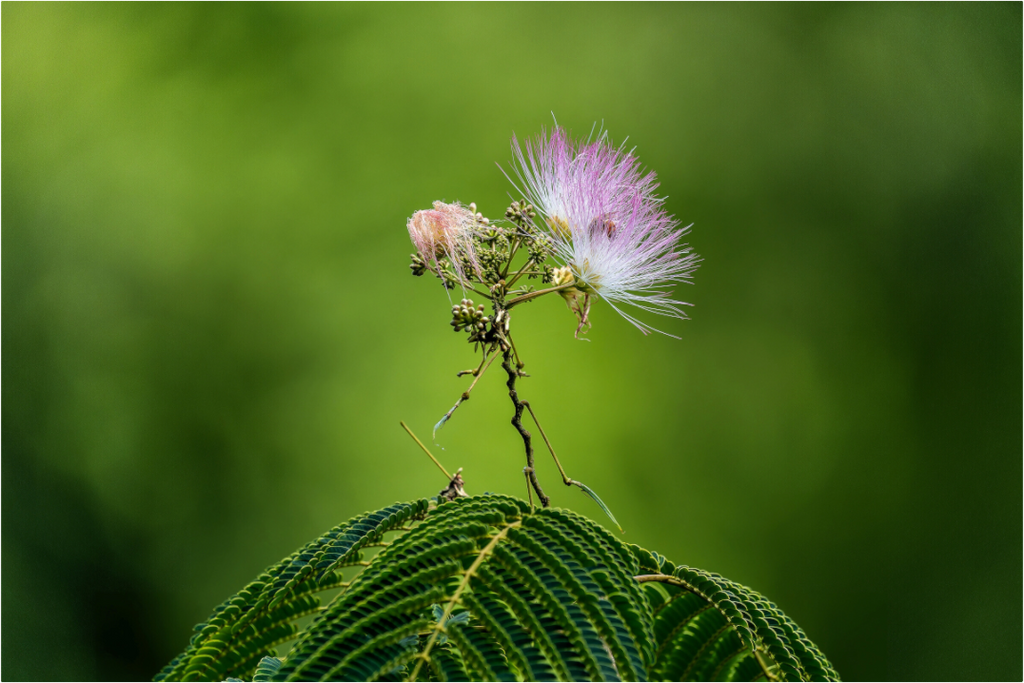 Main image Mimosa Blossom Against Green Bokeh