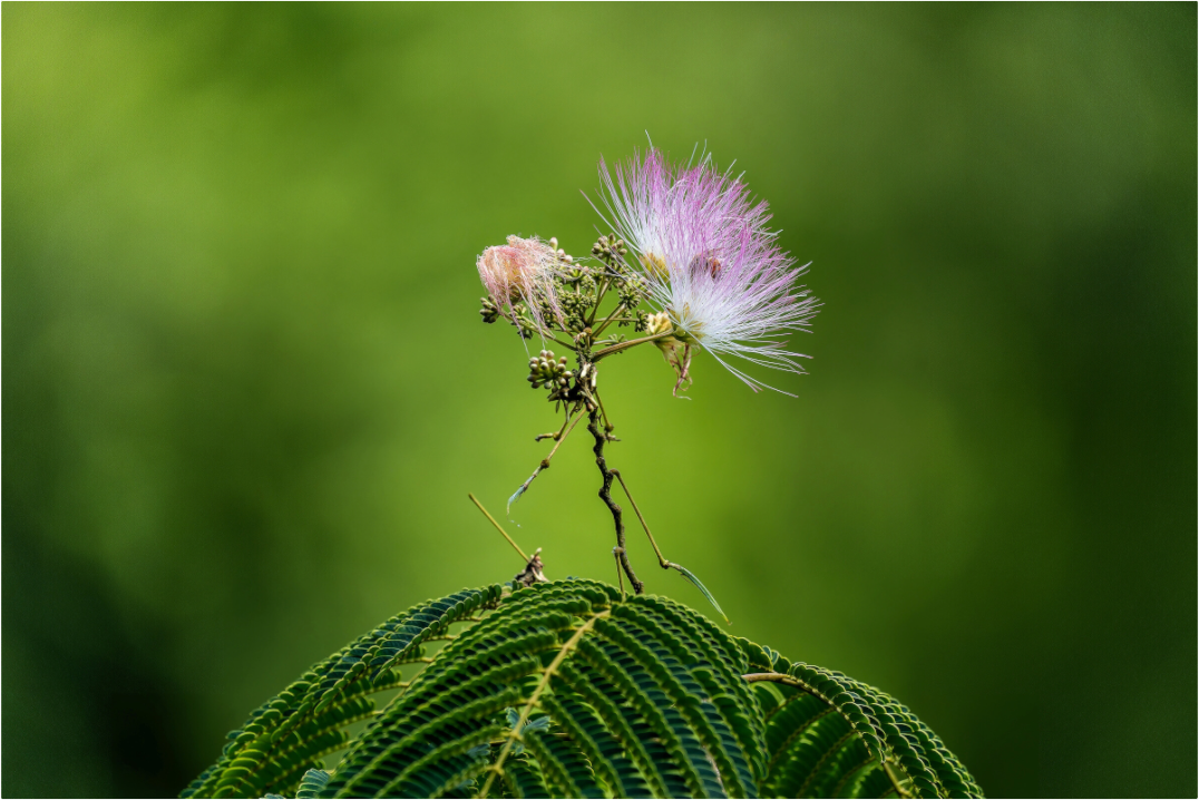 Main image Mimosa Blossom Against Green Bokeh