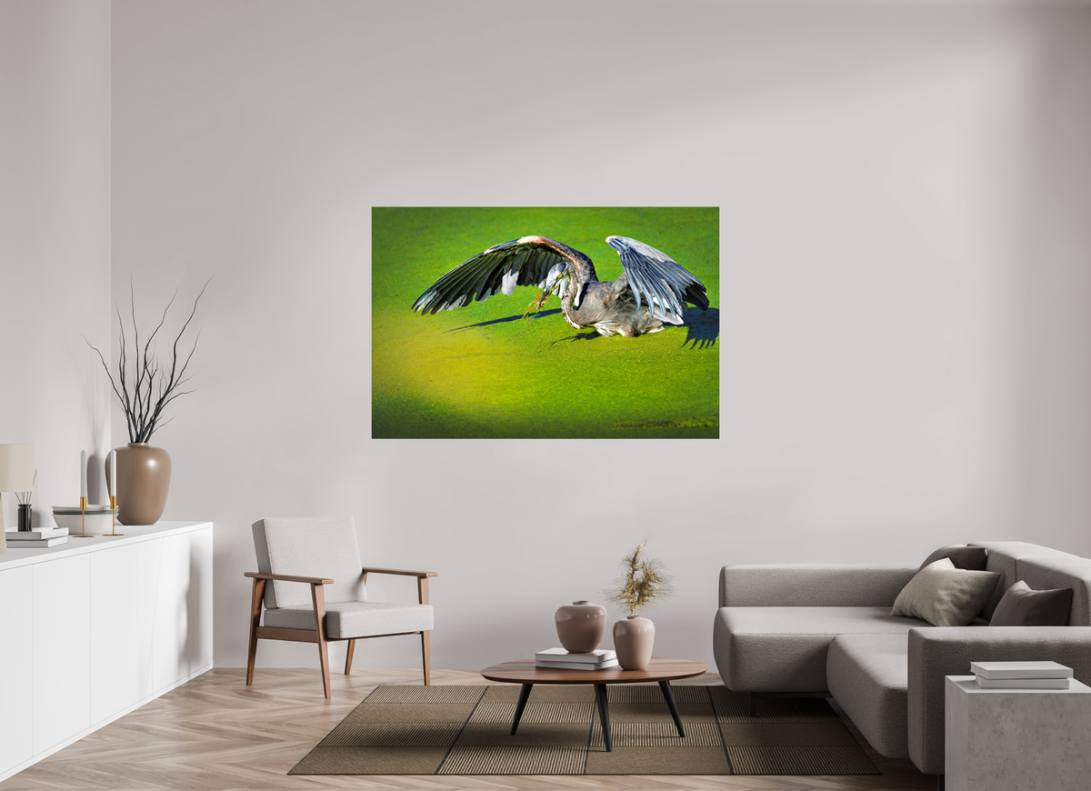 66 x 44″, ChromeLuxe HD Metal Print Rounded Conrners Great Blue Heron's Frog Catch on the Duckweed