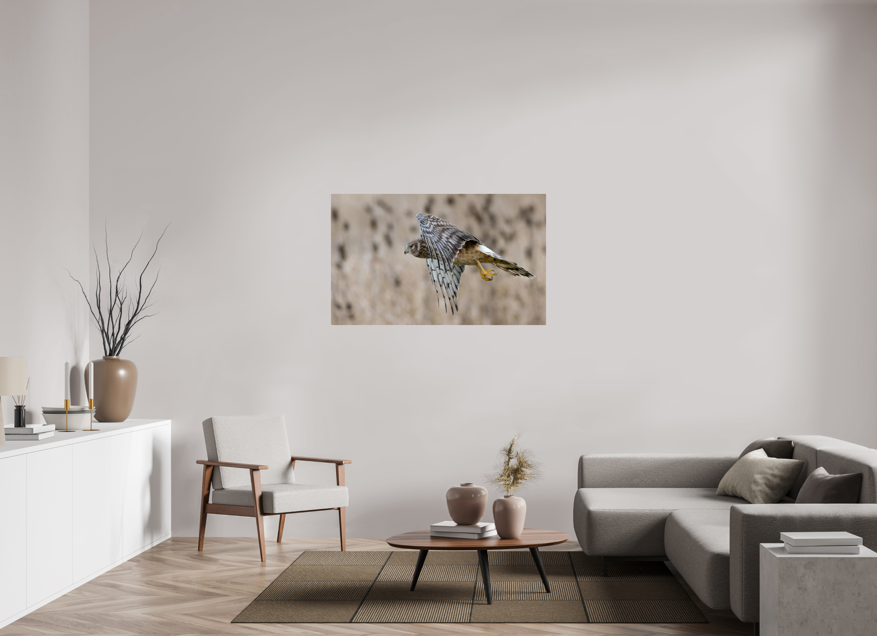 50.8 x 31″, Acrylic Glass Rounded Corners Northern Harrier Skimming the Field