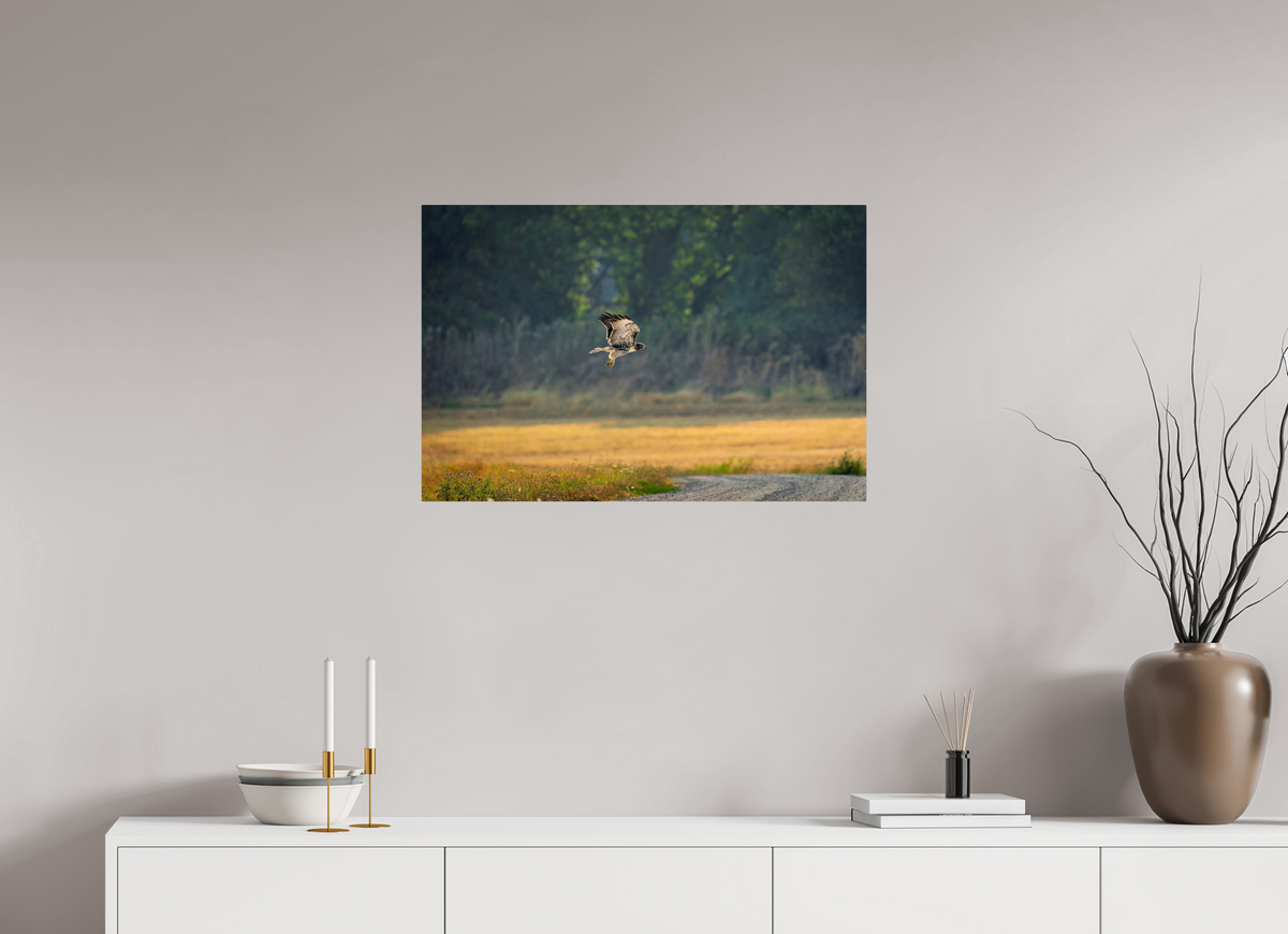 30 x 20″, ChromeLuxe HD Metal Print Rounded Conrners Red-tailed Hawk Gliding Low Over the Field