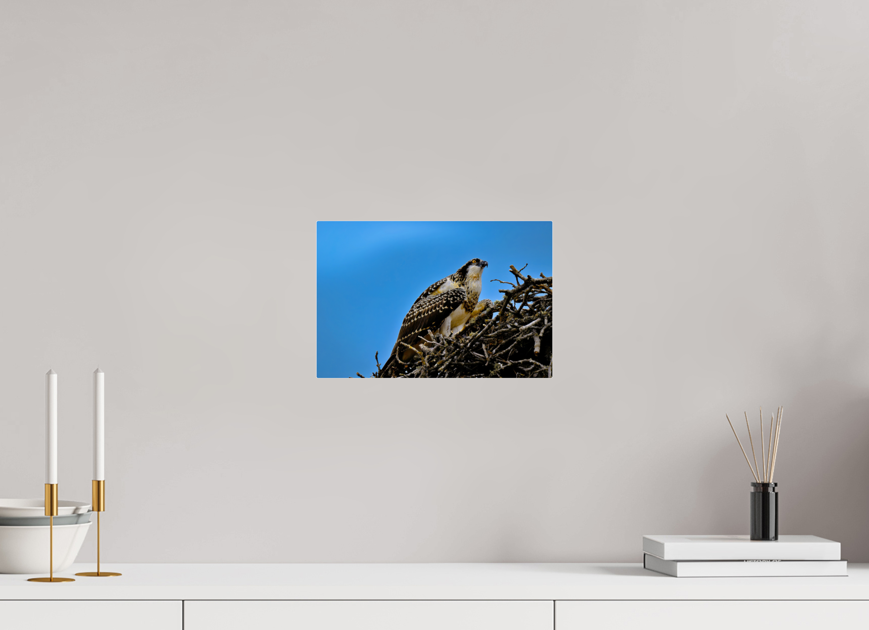 12 x 8″, Acrylic Glass Rounded Corners Young Osprey at the Nest