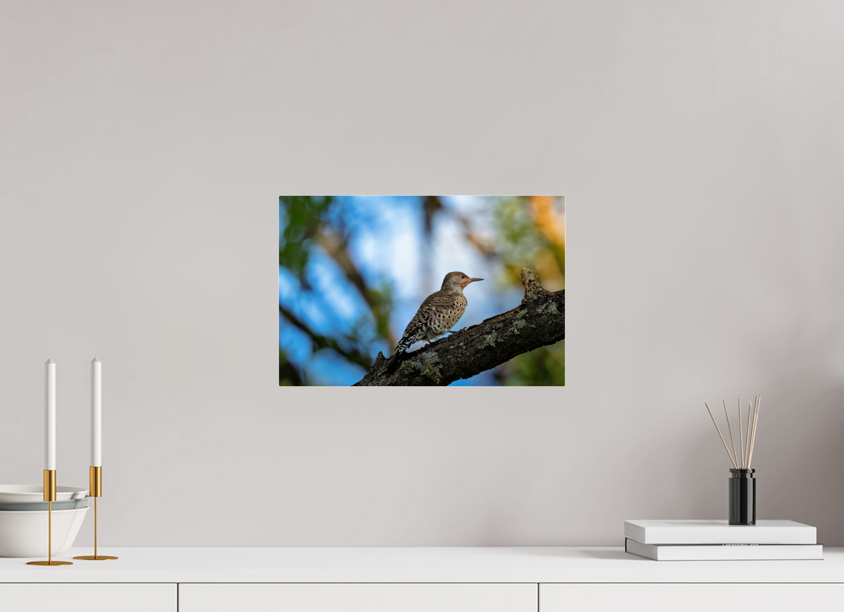 15 x 10″, Acrylic Glass Rounded Corners Northern Flicker on a Lichen-Draped Limb