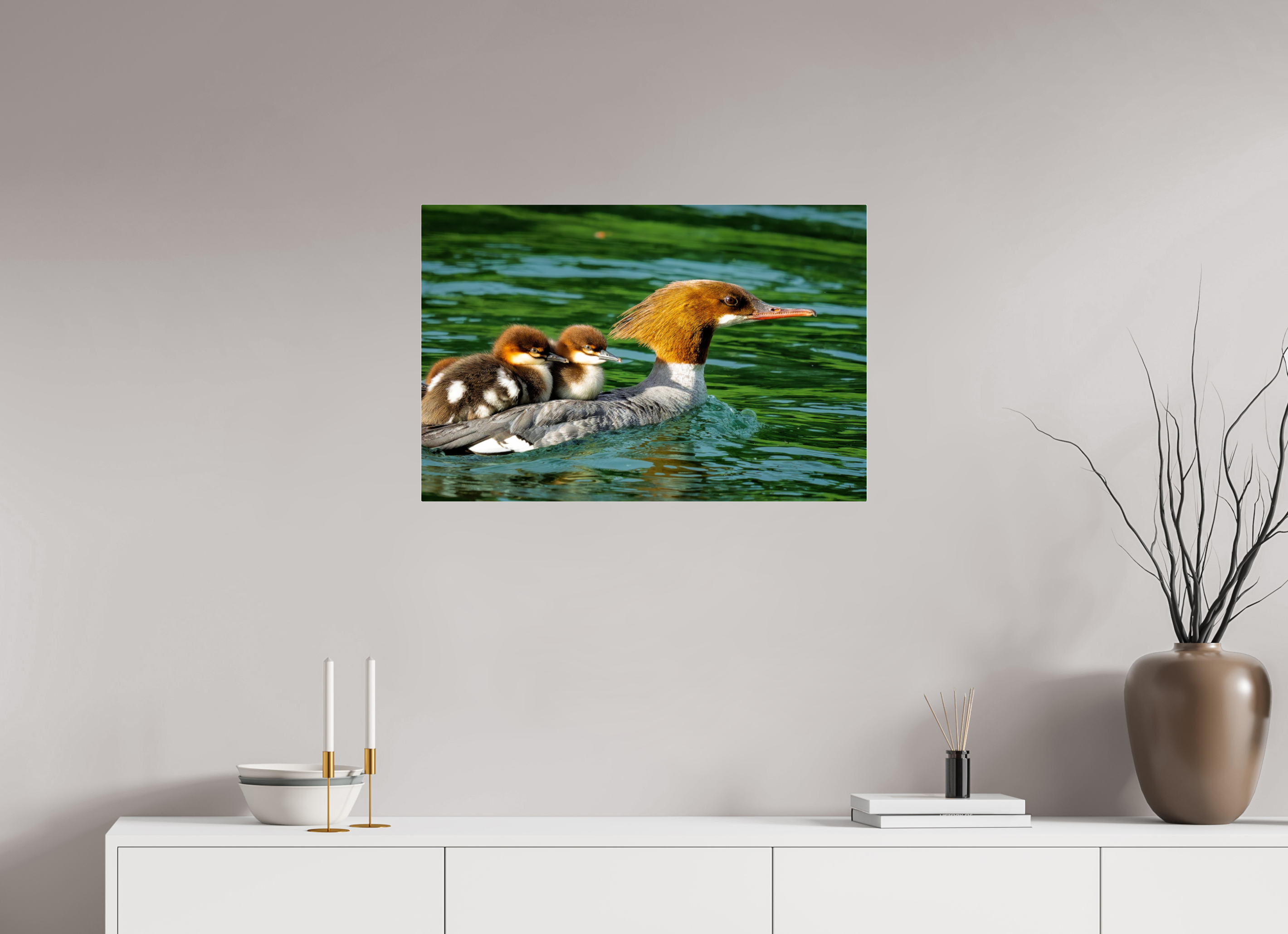 30 x 20″, Acrylic Glass Rounded Common Merganser Hen With Ducklings on Her Back