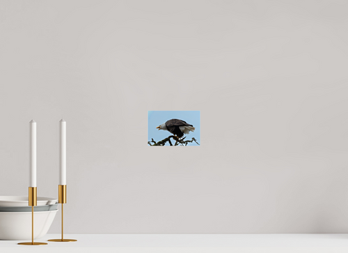 6 x 4″, Acrylic Glass Rounded Corners Bald Eagle Calling from the Snag