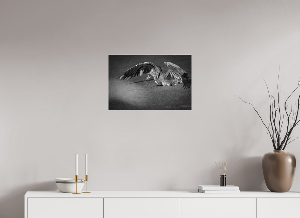 24 x 16″, Acrylic Glass Rounded Corners Great Blue Heron's Frog Catch in Black and White