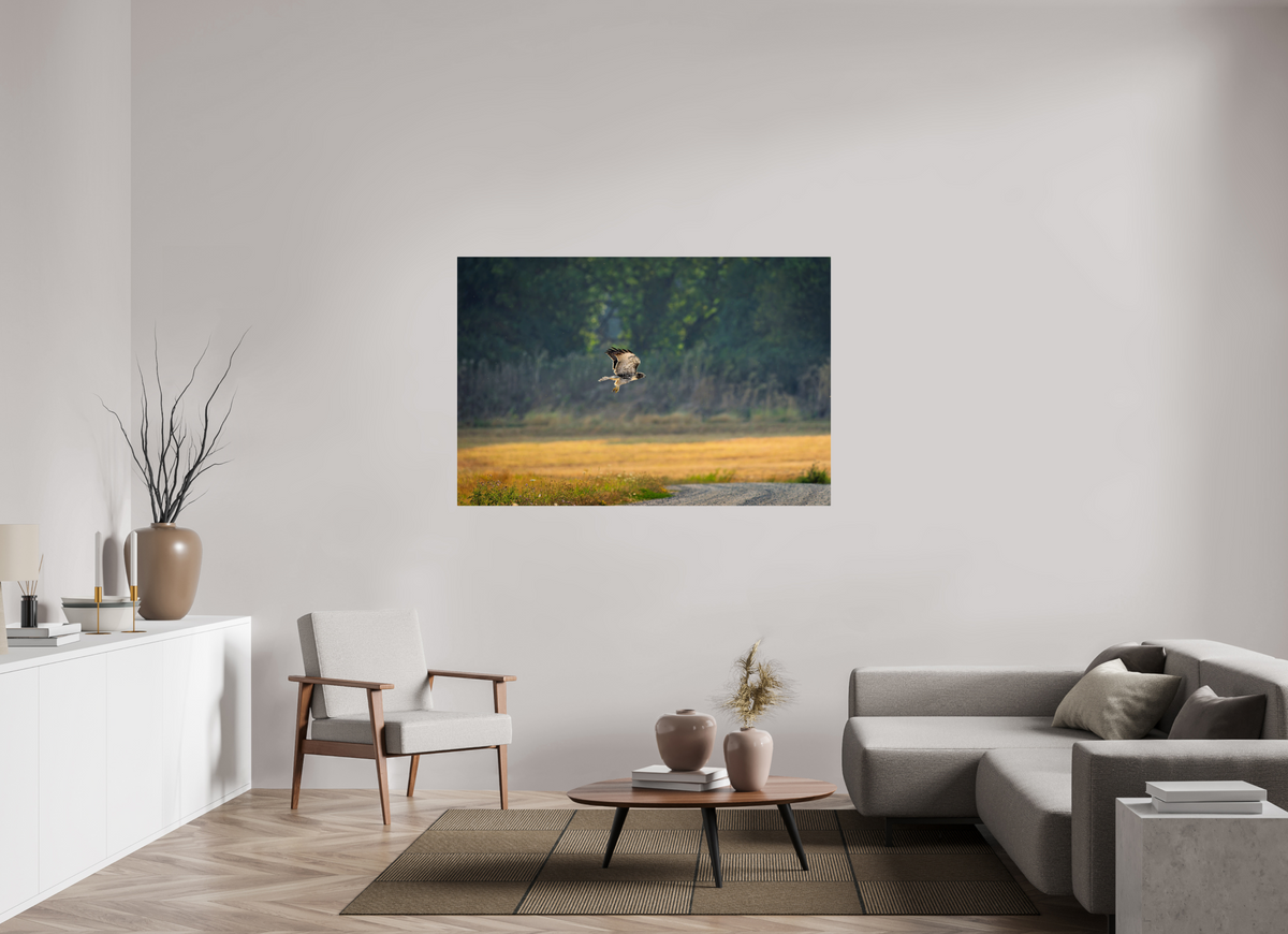 60 x 40″, ChromeLuxe HD Metal Print Rounded Conrners Red-tailed Hawk Gliding Low Over the Field